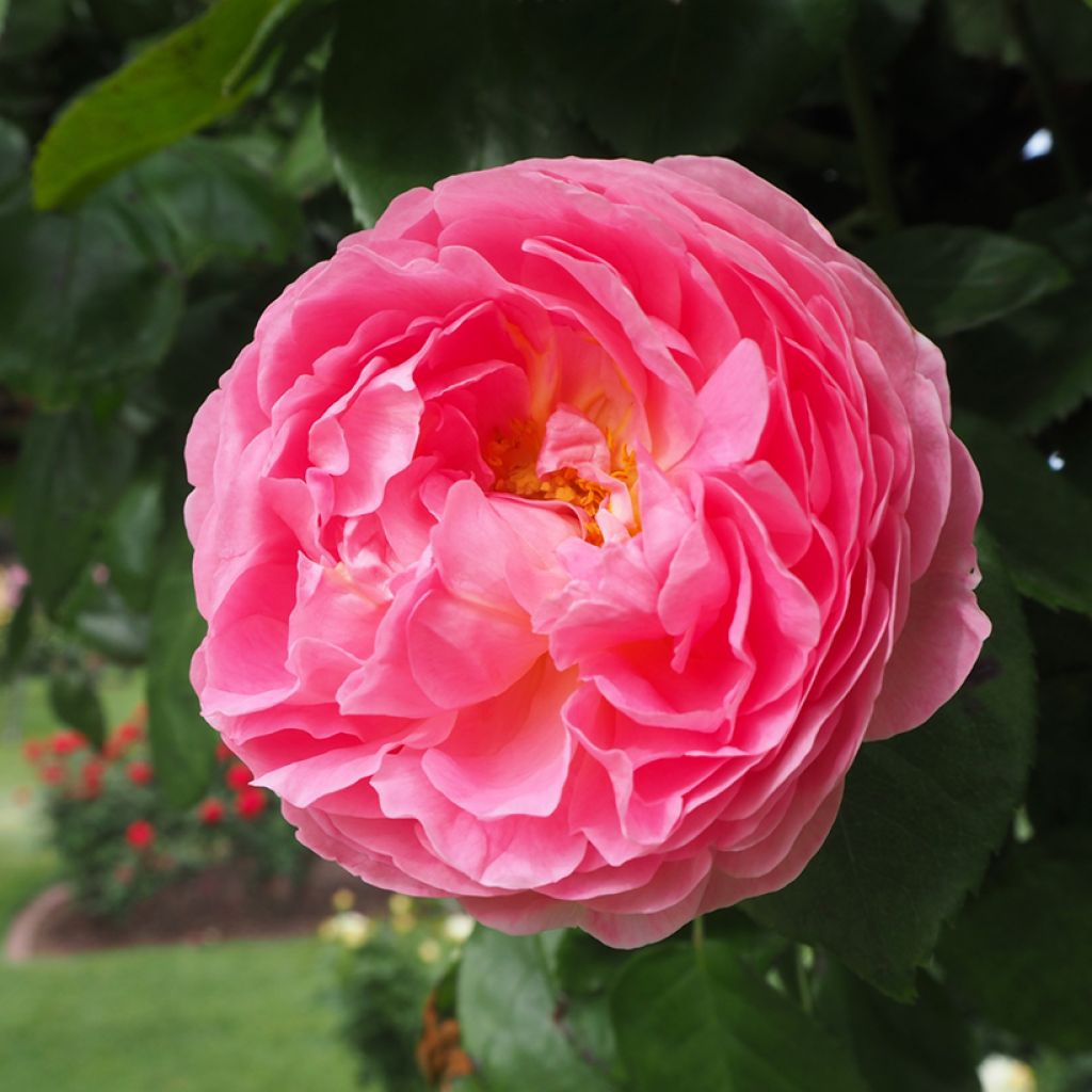 Rosa centifolia Fantin Latour - Zentifolie Rose