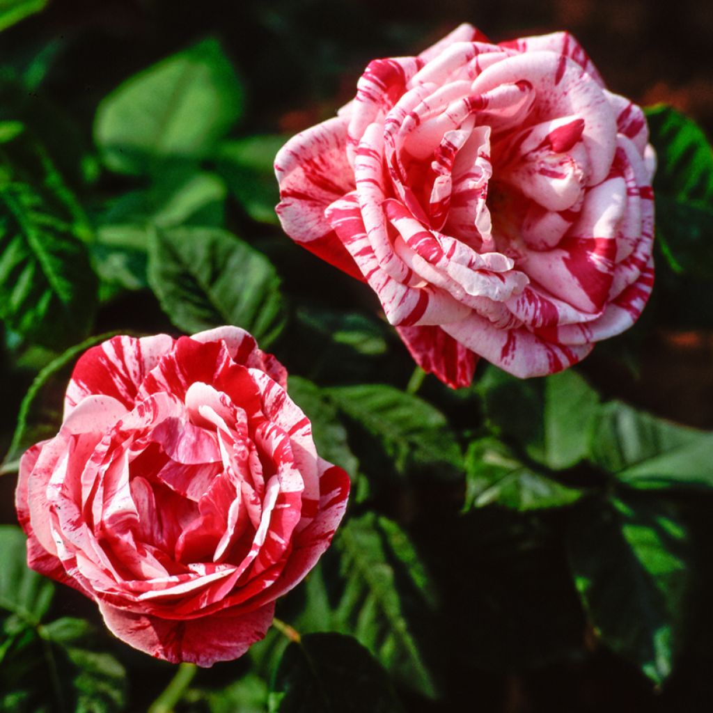 Rosa Ferdinand Pichard - Historische Rose