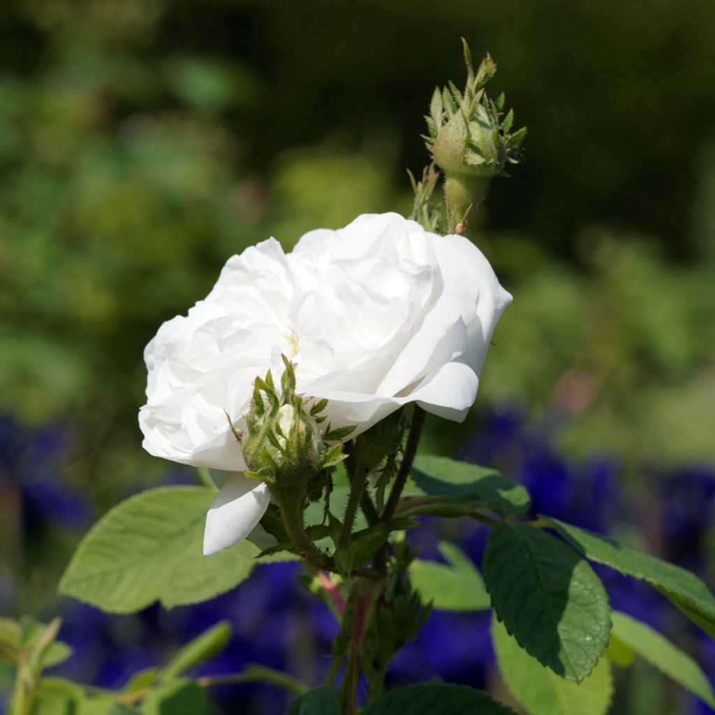 Rosa Mme Hardy - Zentifolie Rose