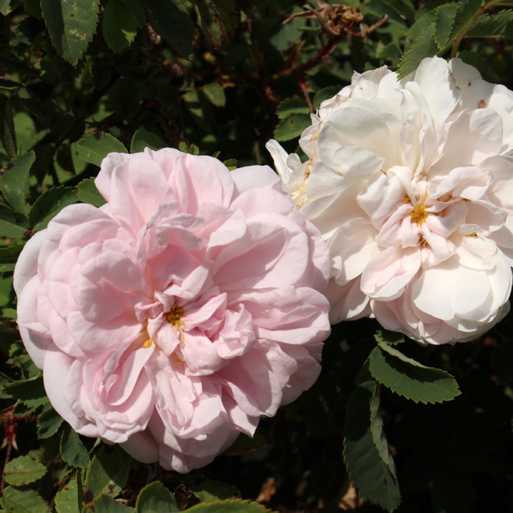 Rosa pimpinellifolia Stanwell Perpetual - Dünenrose