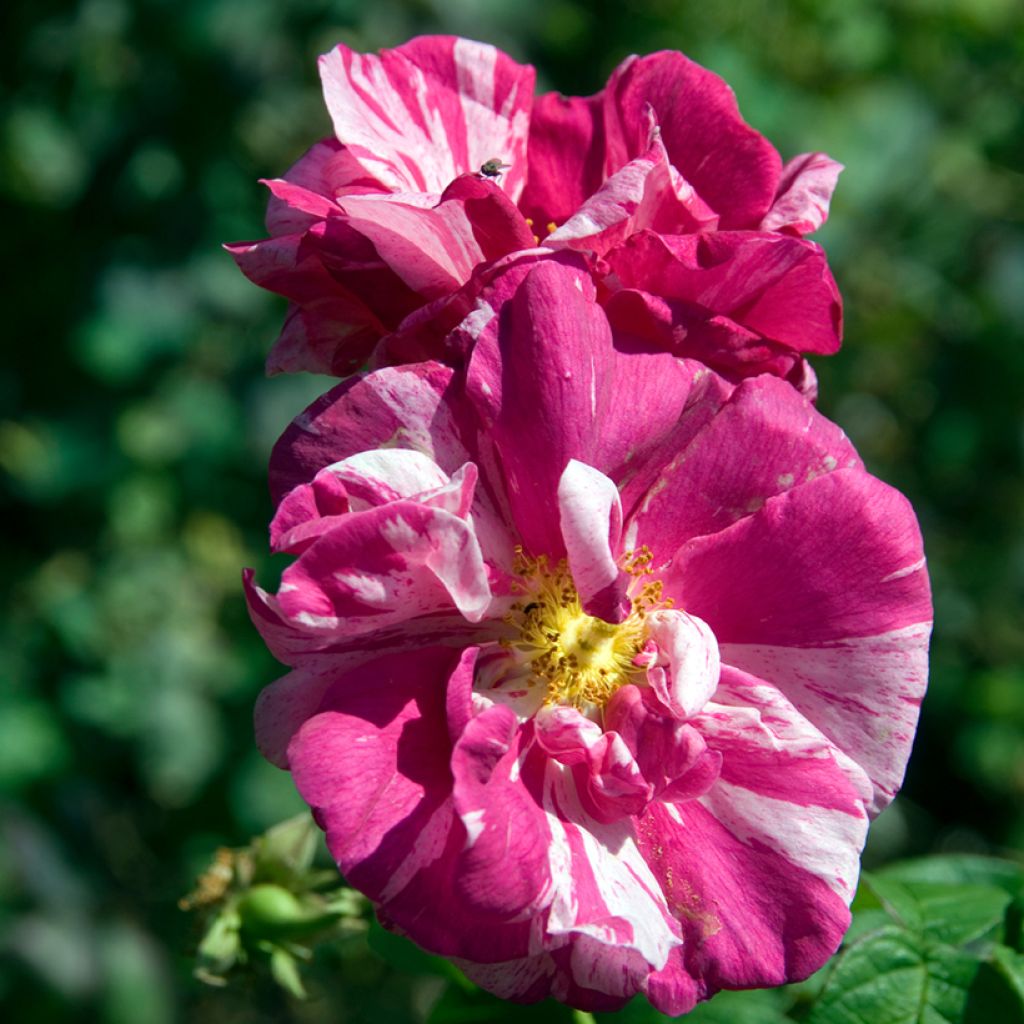 Rosa gallica Versicolor - Essig-Rose