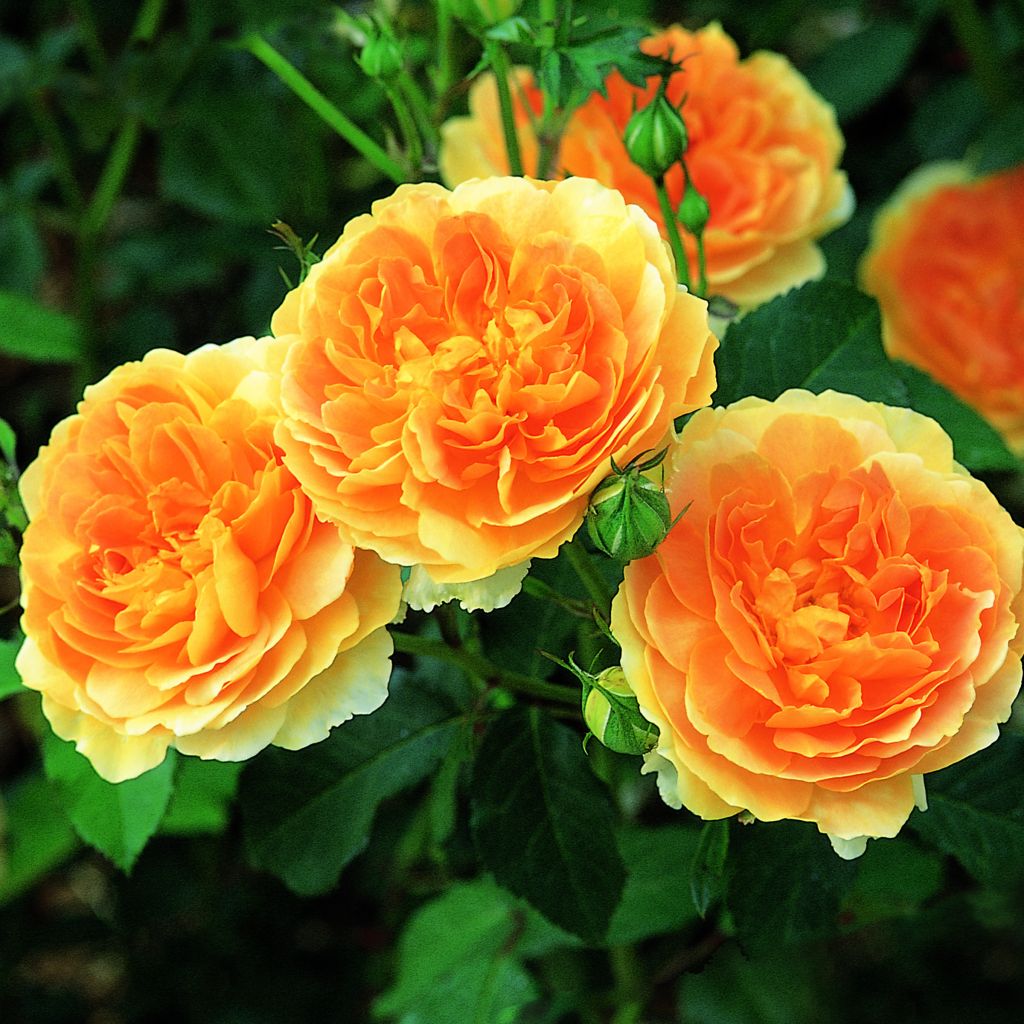 Rosa Molineux - Englische Rose