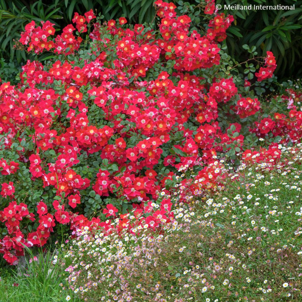 Rosa Candia Meillandecor - Bodendecker-Rose