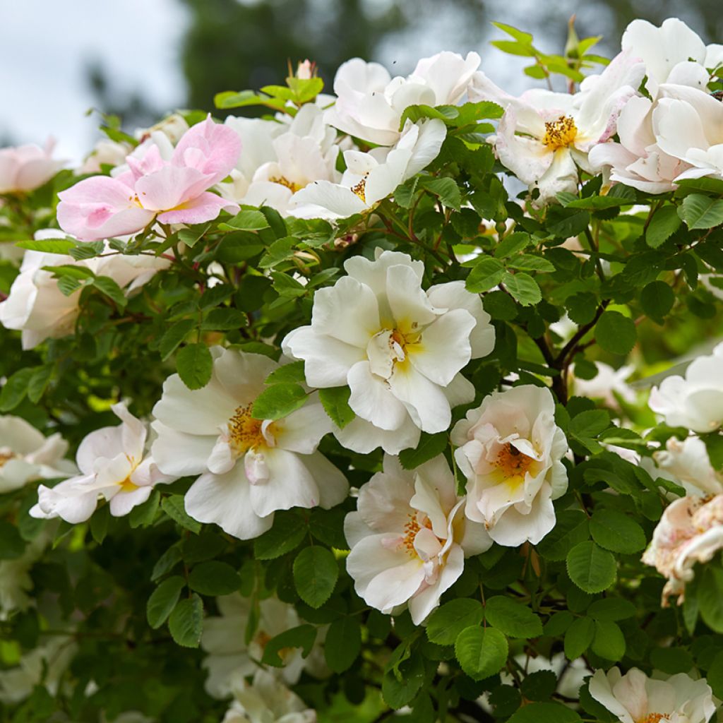 Rosa Nevada - Polyantha-Rose