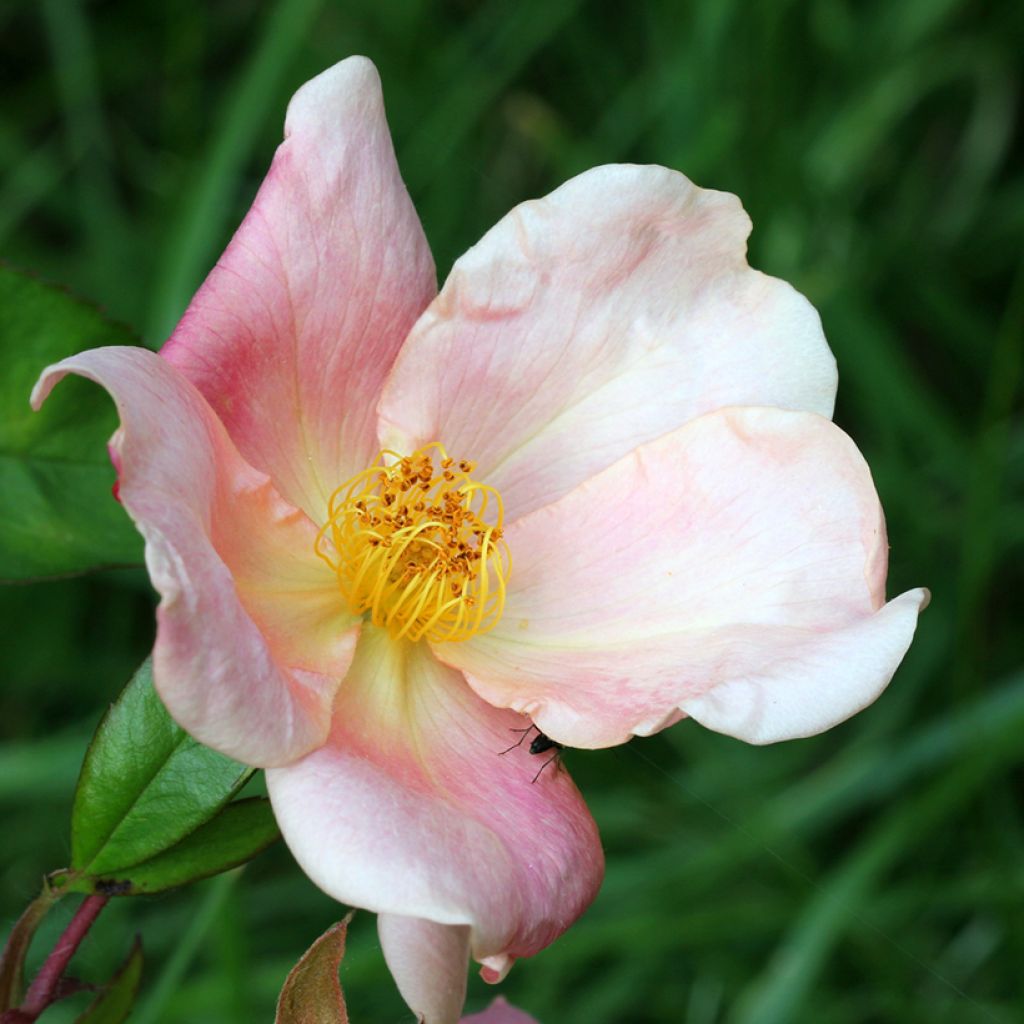 Rosa chinensis Mutabilis - Bodendecker-Rose