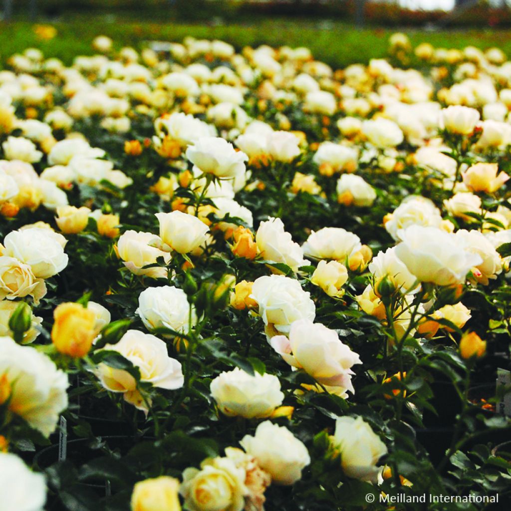 Rosa Popcorn Drift - Bodendecker-Rose
