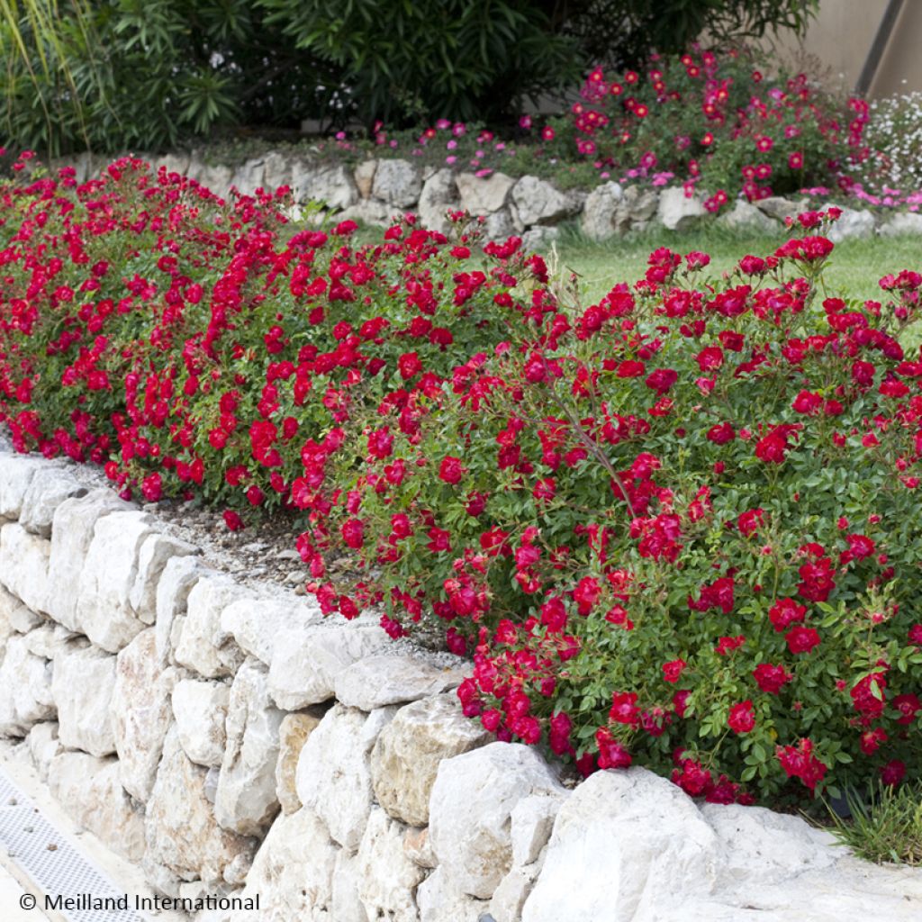 Rosa Red Drift - Bodendecker-Rose