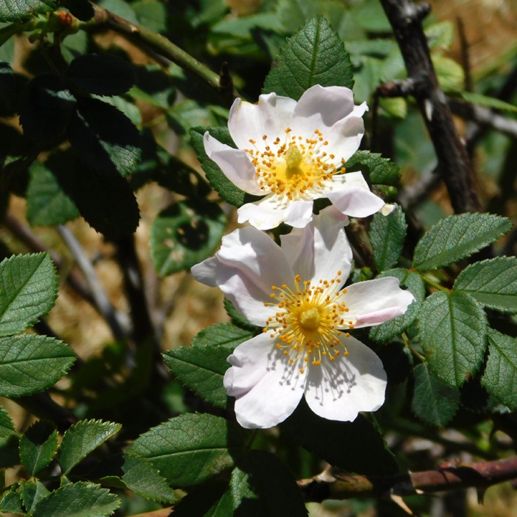 Rosa arvensis - Heckenrose - Botanische Rose