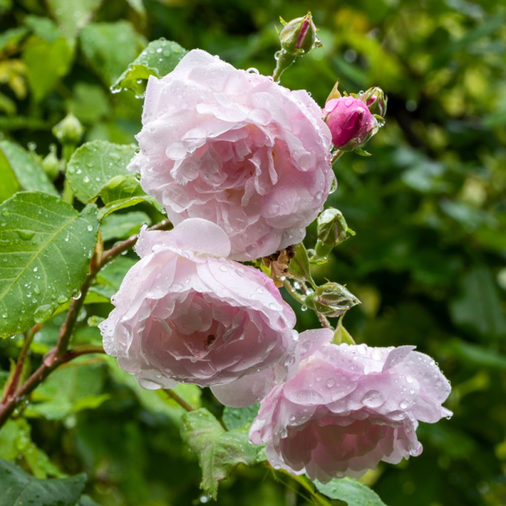 Rosa Blush Noisette - Kletterrose