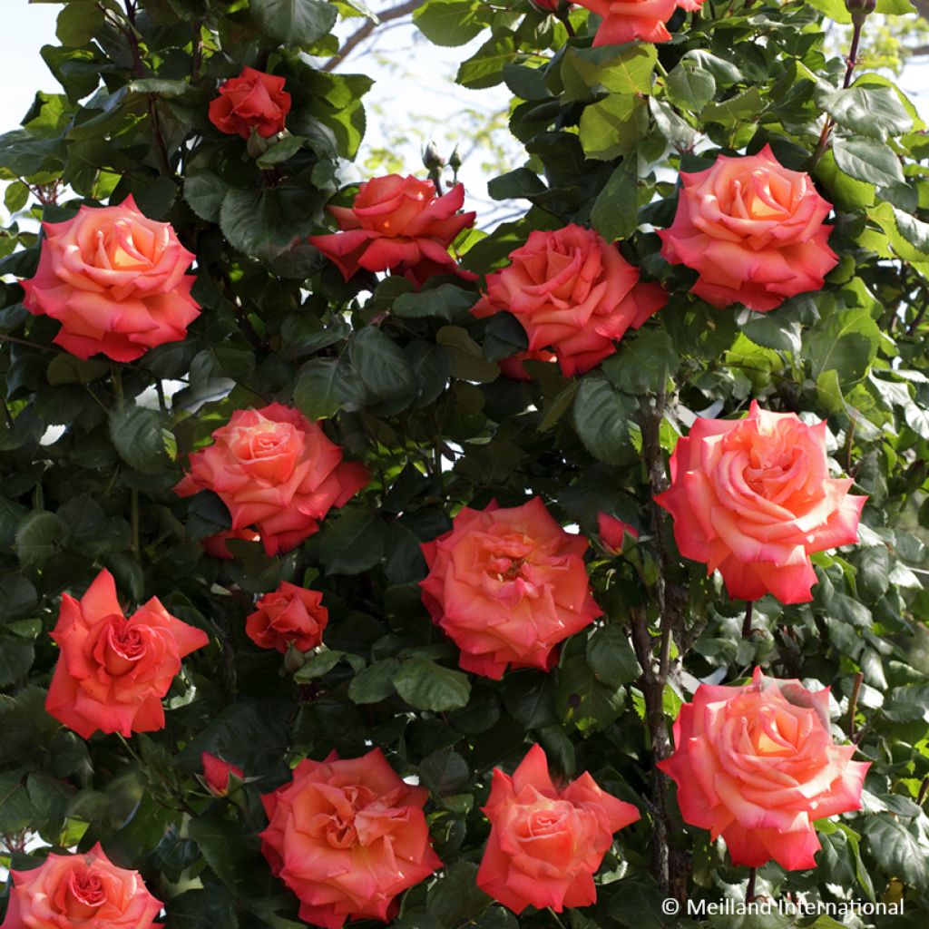 Rosa Christophe Colomb - Kletterrose