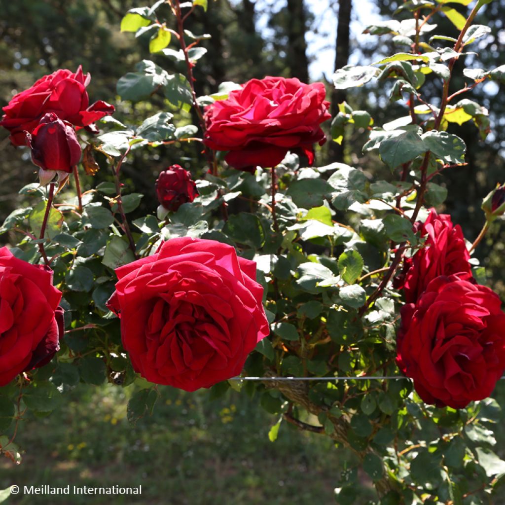 Rosa Edith Piaf - Kletterrose