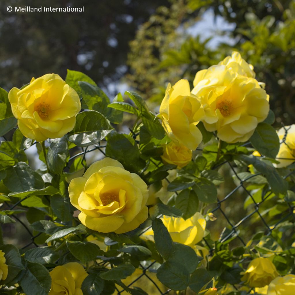 Rosa Happiness - Kletterrose