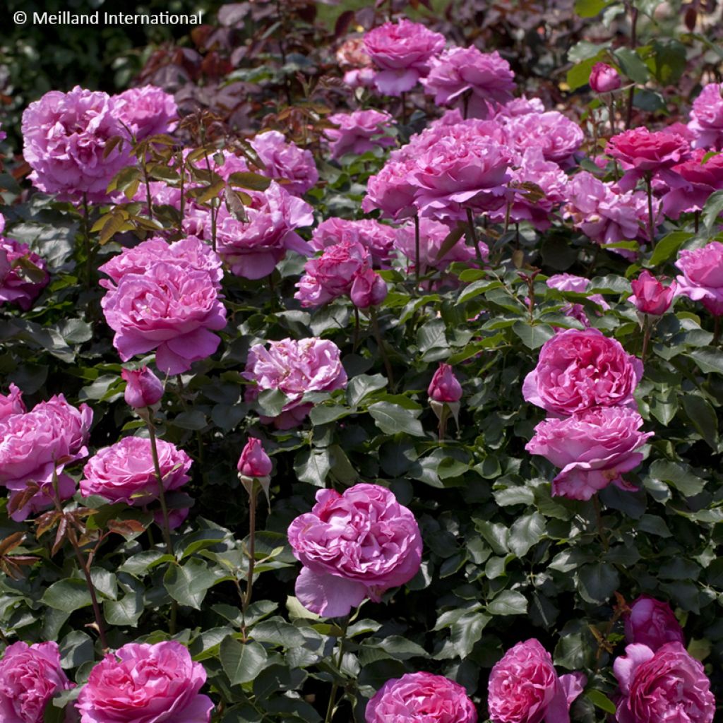 Rosa Yves Piaget - Kletterrose