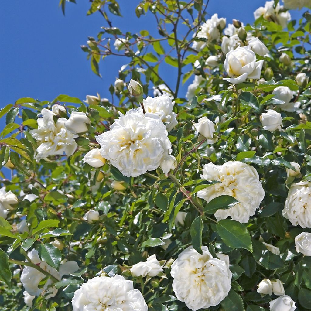 Rosa wichuraiana Albéric Barbier - Rambler-Rose