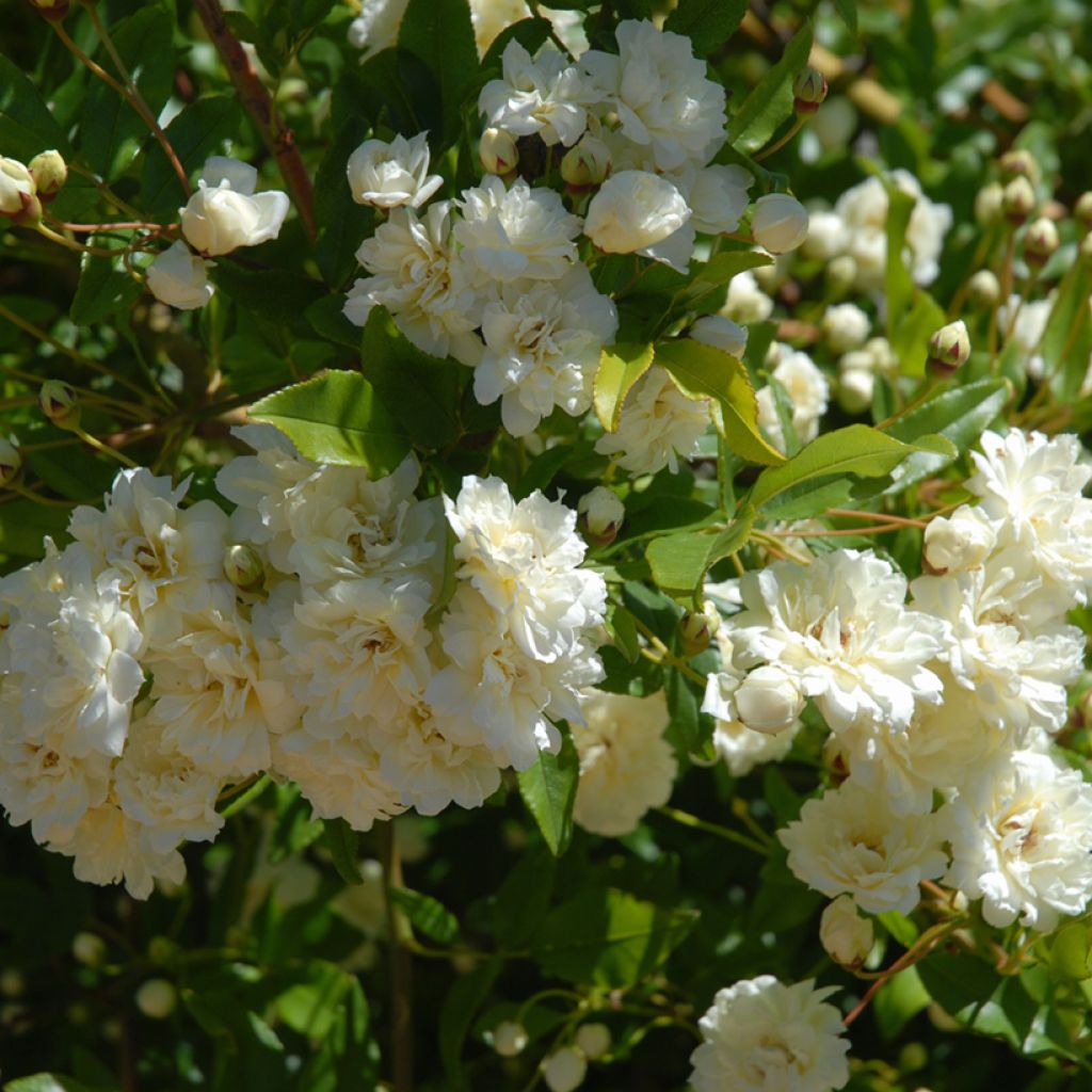 Rosa moschata Paul's Himalayan Musk - Moschus Rambler-Rose