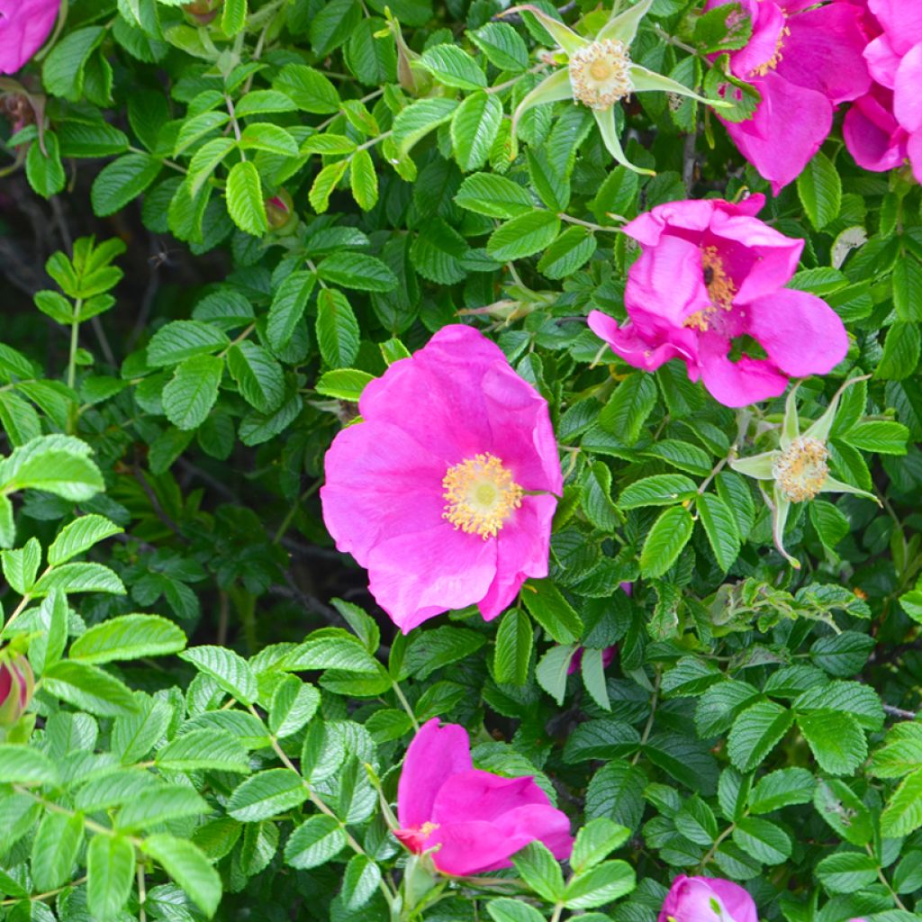 Rosa rugosa Frau Dagmar Hastrup - Apfelrose