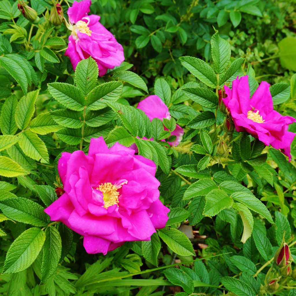 Rosa rugosa - Apfelrose