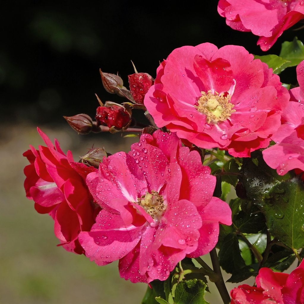 Rosa PATIO ROSE Xenia Korpinka - Beetrose