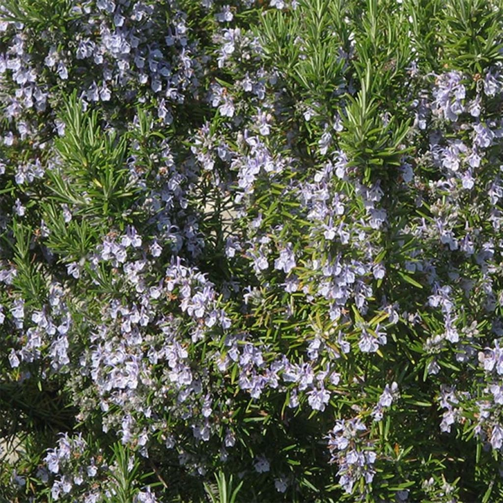 Rosmarin - Rosmarinus officinalis Pflanzen