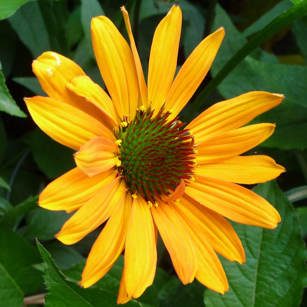 Echinacea Tiki Torch - Scheinsonnenhut