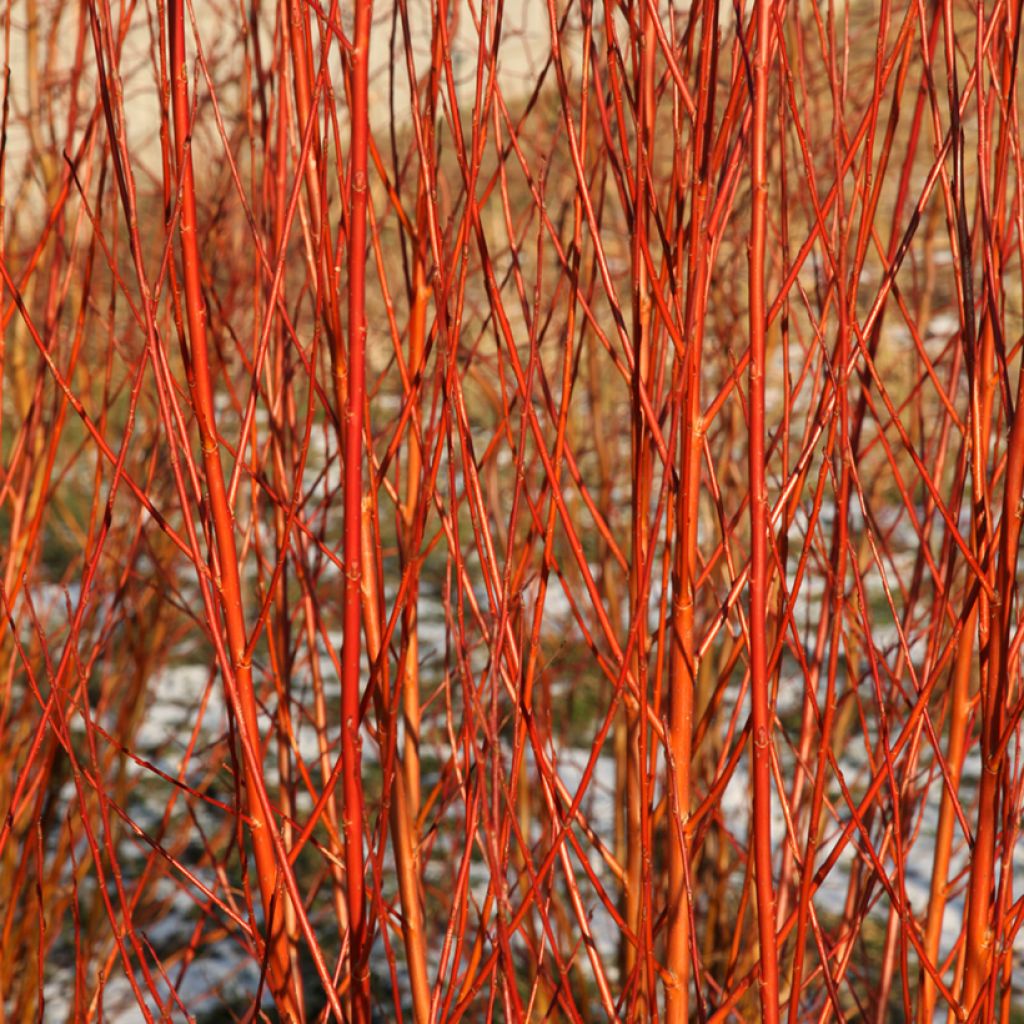 Silber-Weide Flame - Salix alba