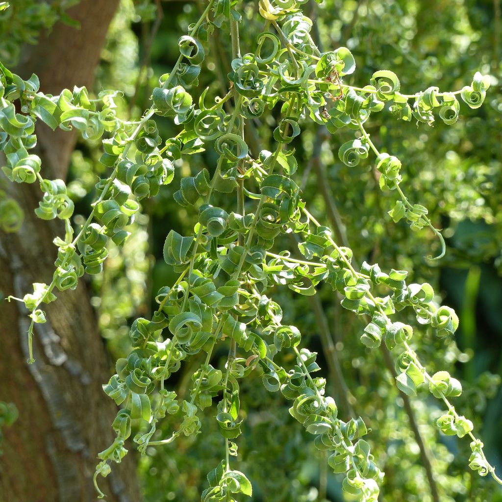 Trauer-Weide Crispa - Salix babylonica