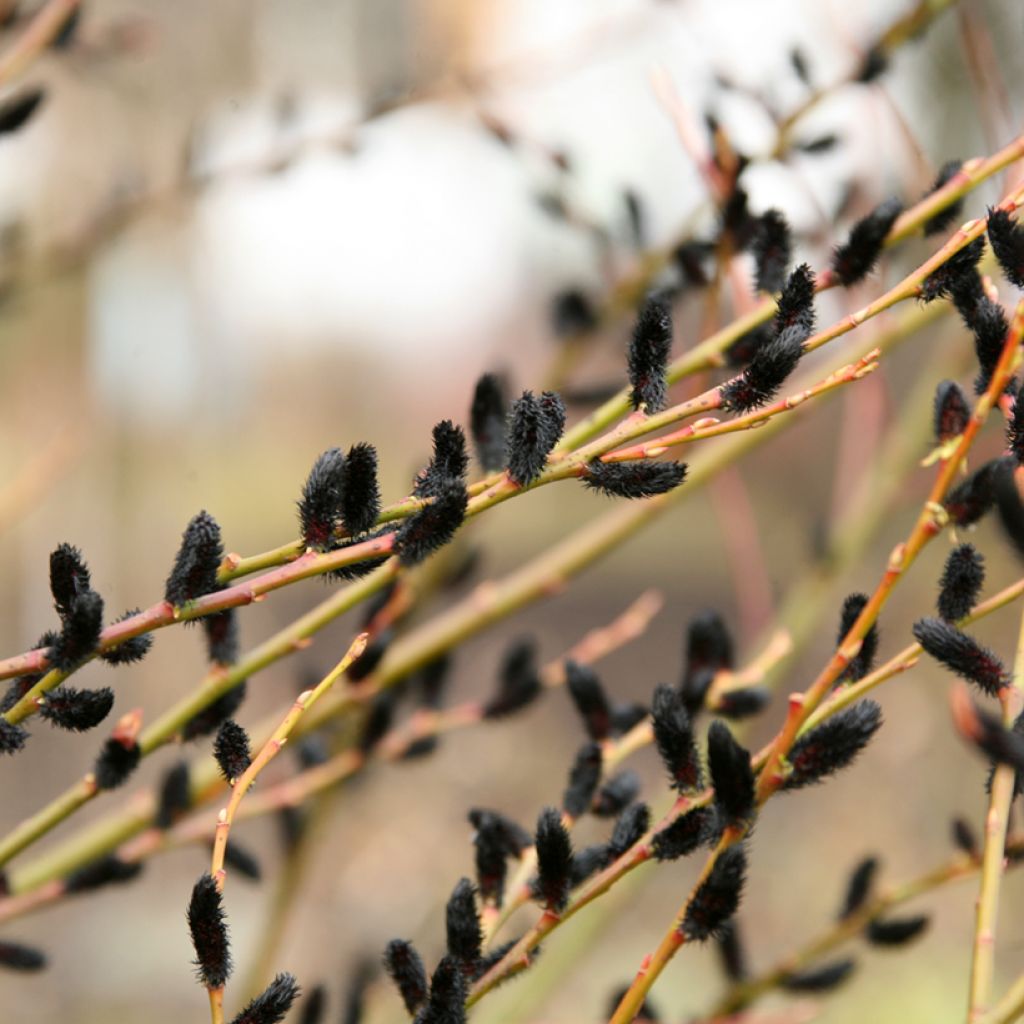Rosa Kätzchenweide Melanostachys - Salix gracilistyla