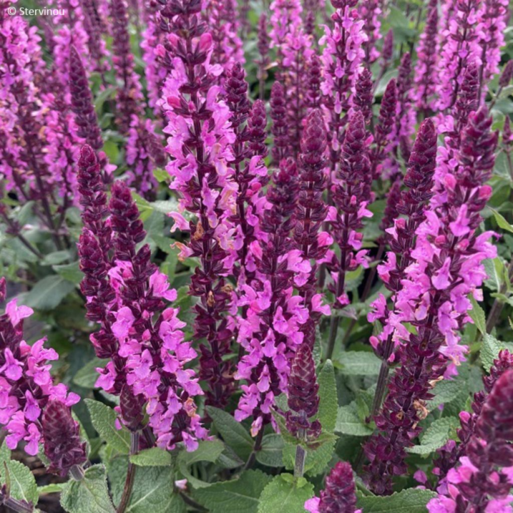 Salvia nemorosa Midnight Rose - Steppen-Salbei