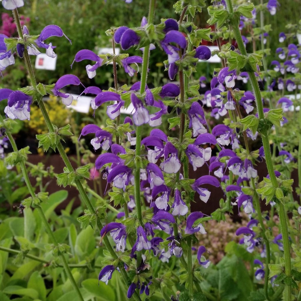 Salvia pratensis Madeline - Wiesensalbei