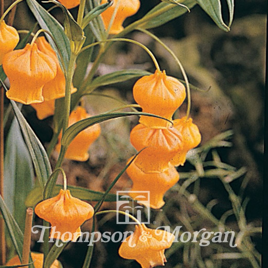 Sandersonia aurantiaca (Samen) - Laternenlilie