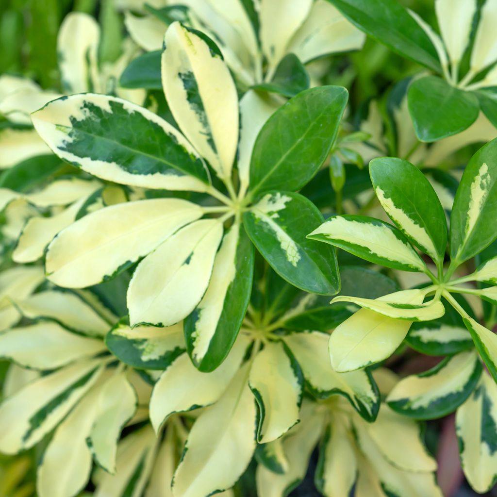 Schefflera Madame De Smet - Strahlenaralie