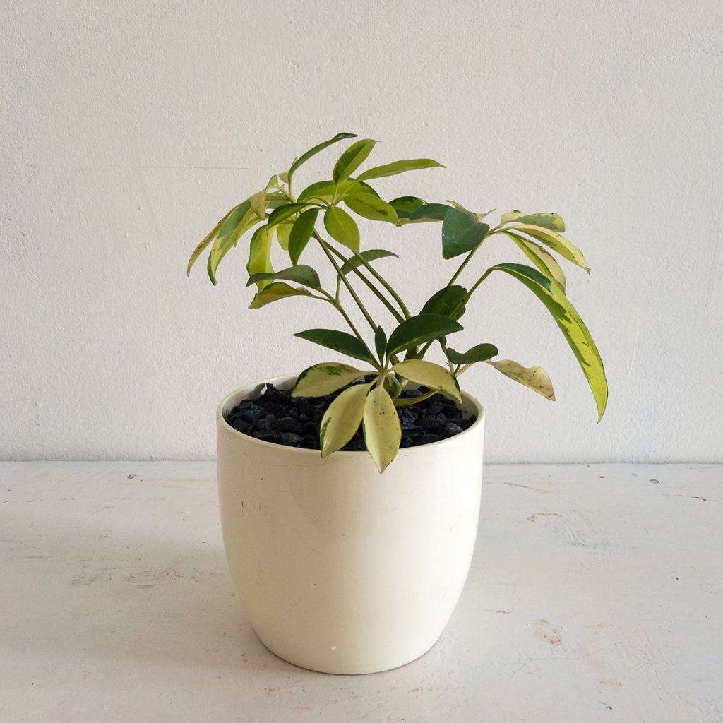Schefflera Madame De Smet - Strahlenaralie