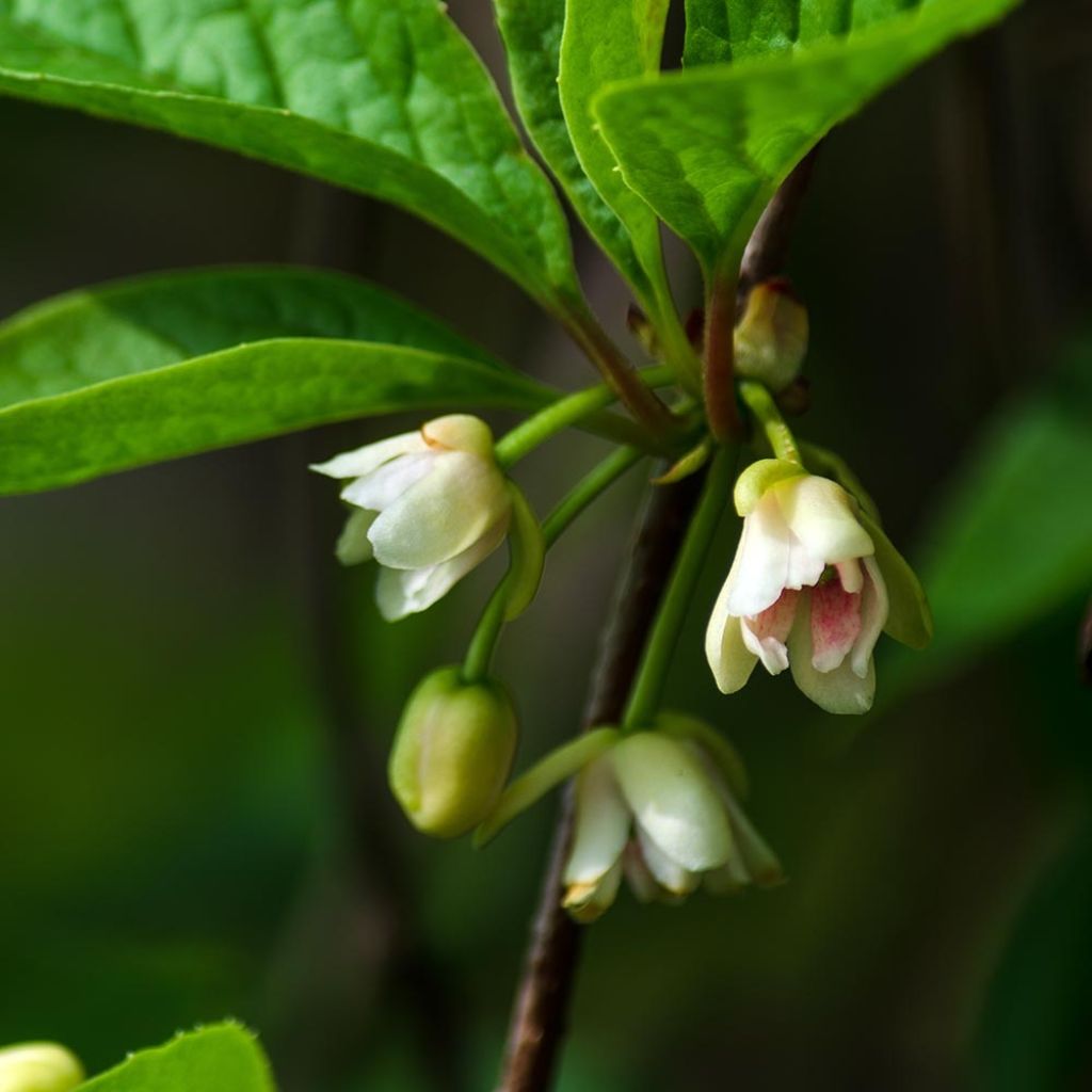 Schisandra chinensis Sadova N°1 - Baie aux 5 saveurs autofertile