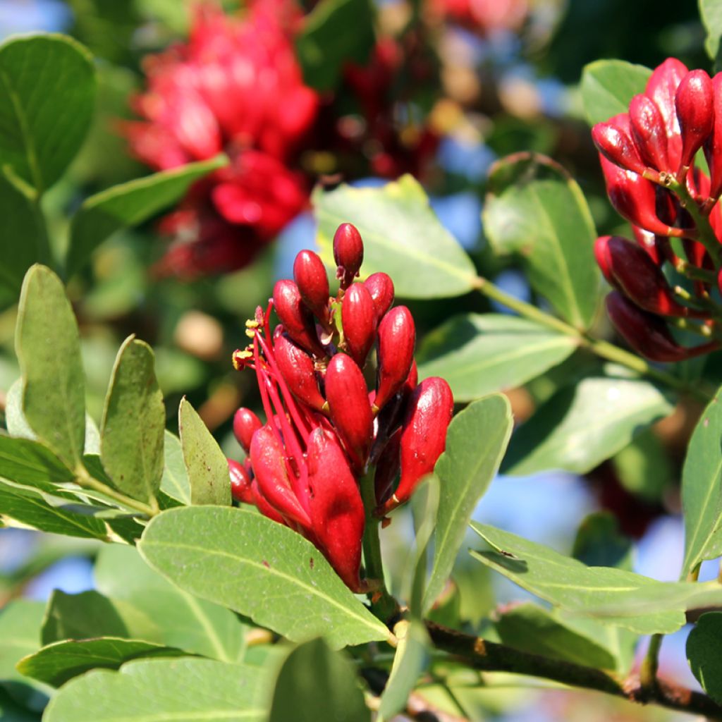 Schotia brachypetala - Südafrikanische Baumfuchsie