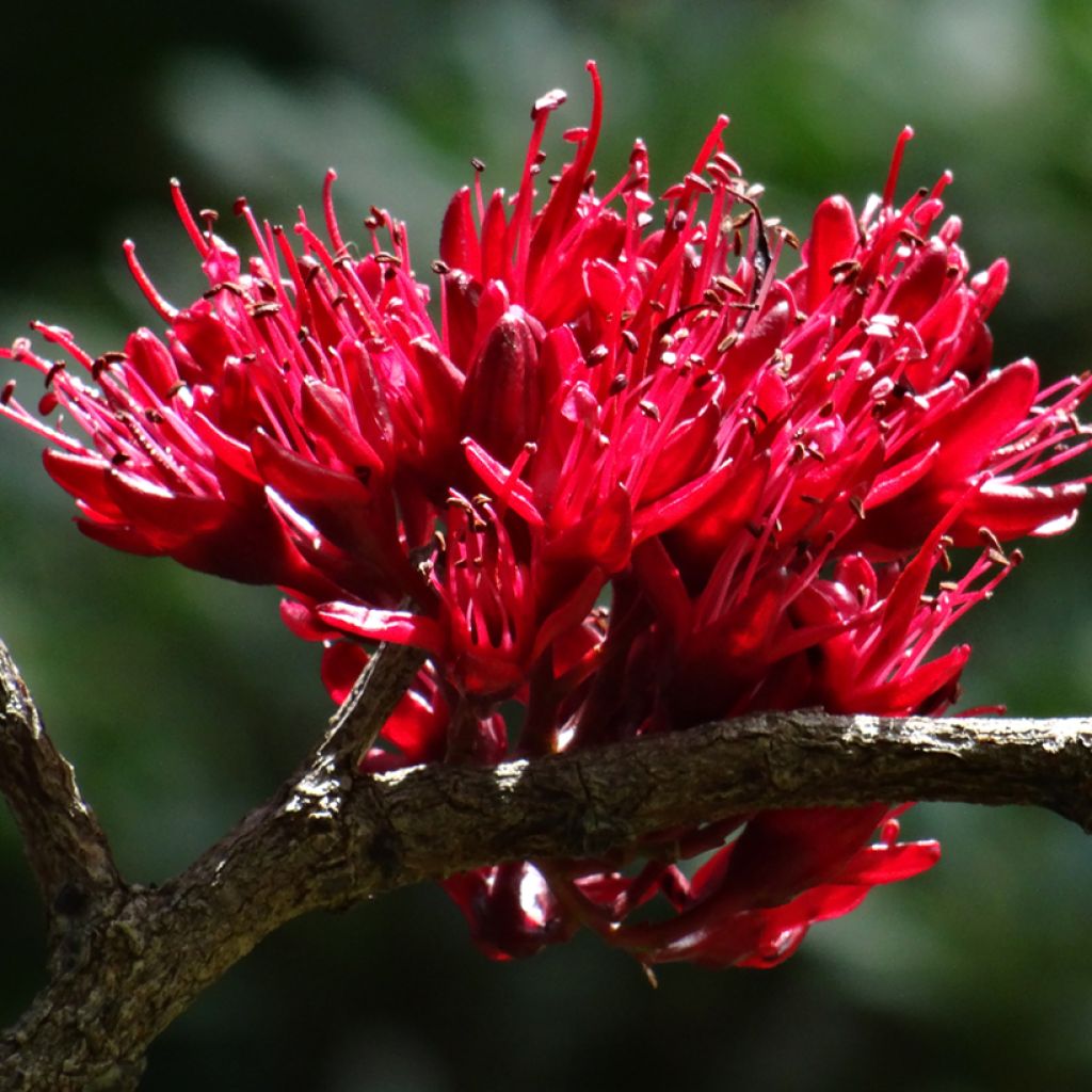 Schotia brachypetala - Südafrikanische Baumfuchsie