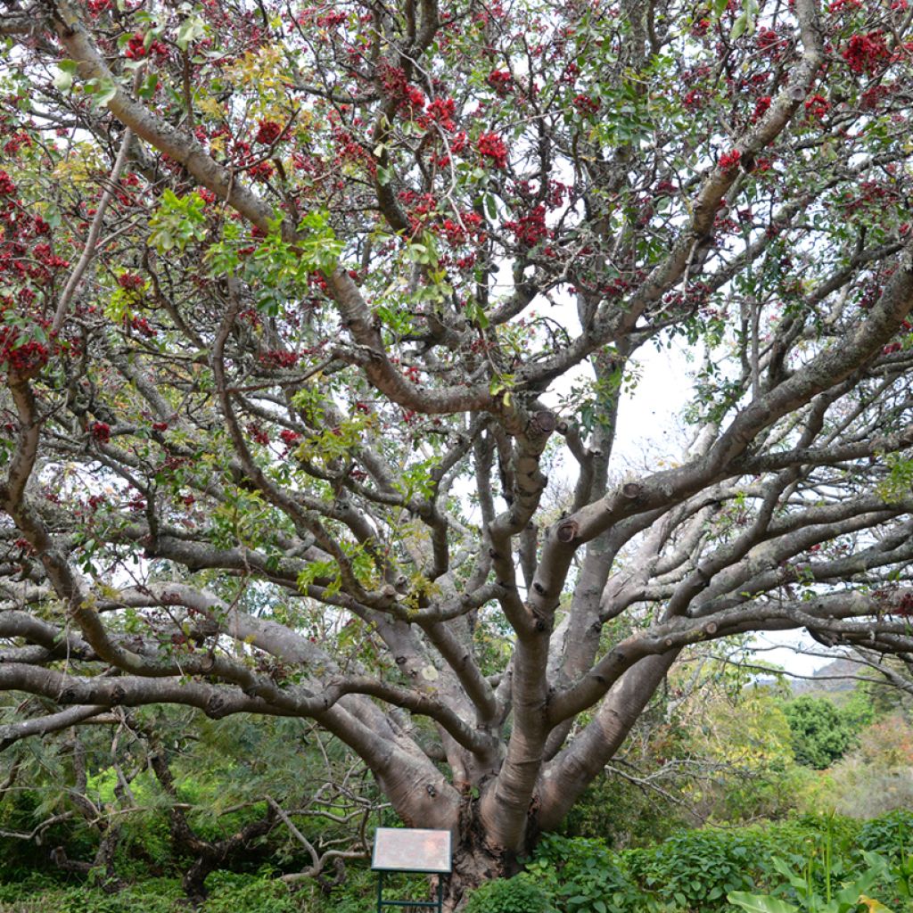 Schotia brachypetala - Südafrikanische Baumfuchsie