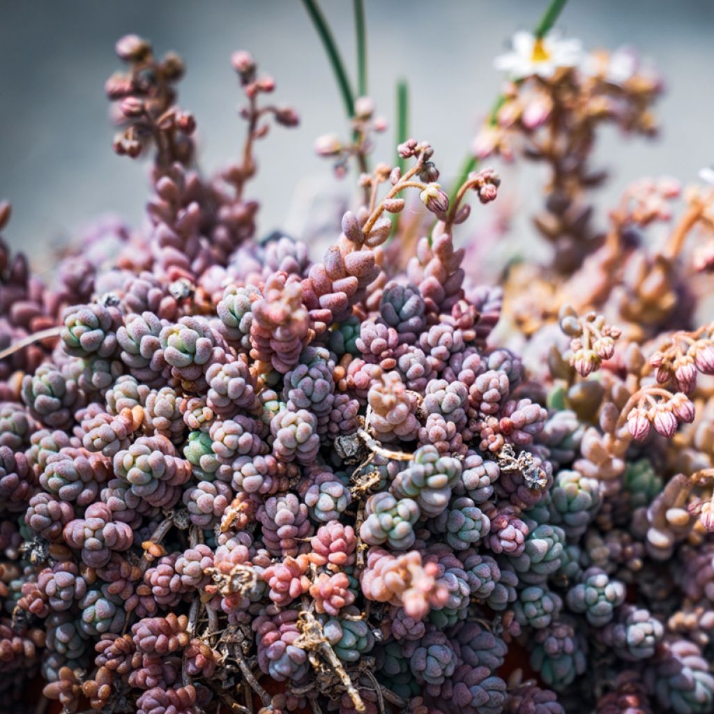 Fetthenne - Sedum dasyphyllum