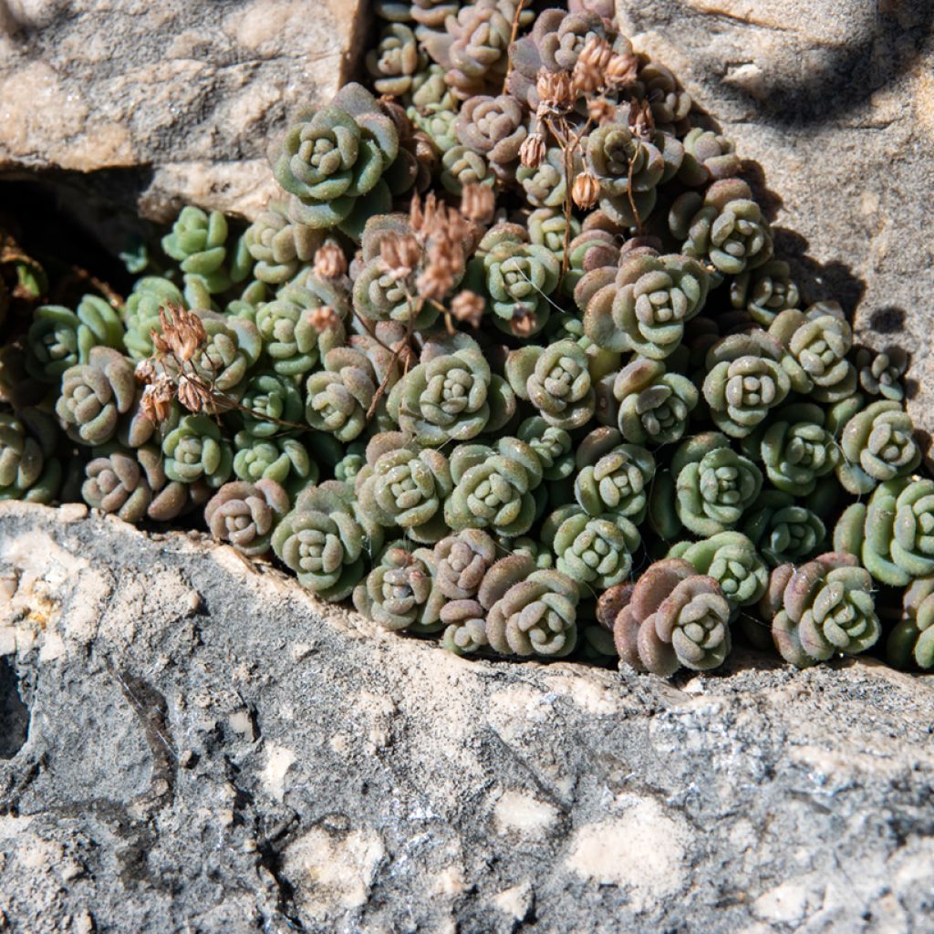 Fetthenne - Sedum dasyphyllum