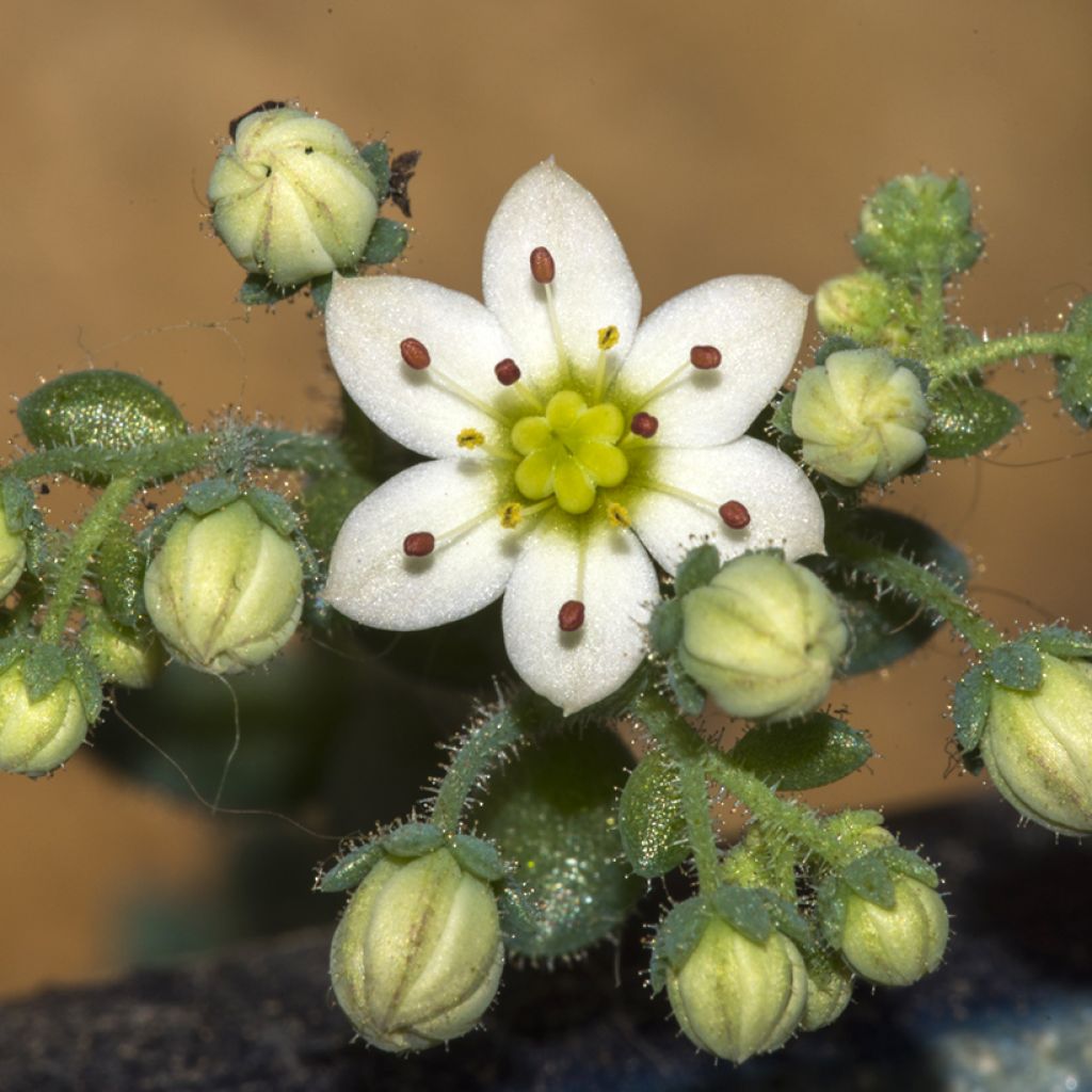 Fetthenne - Sedum dasyphyllum