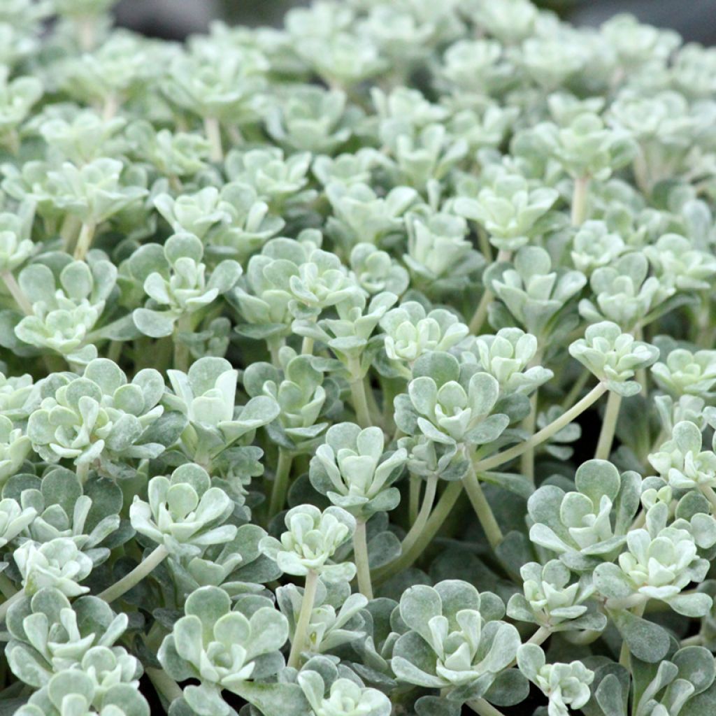 Fetthenne Cape Blanco - Sedum spathulifolium