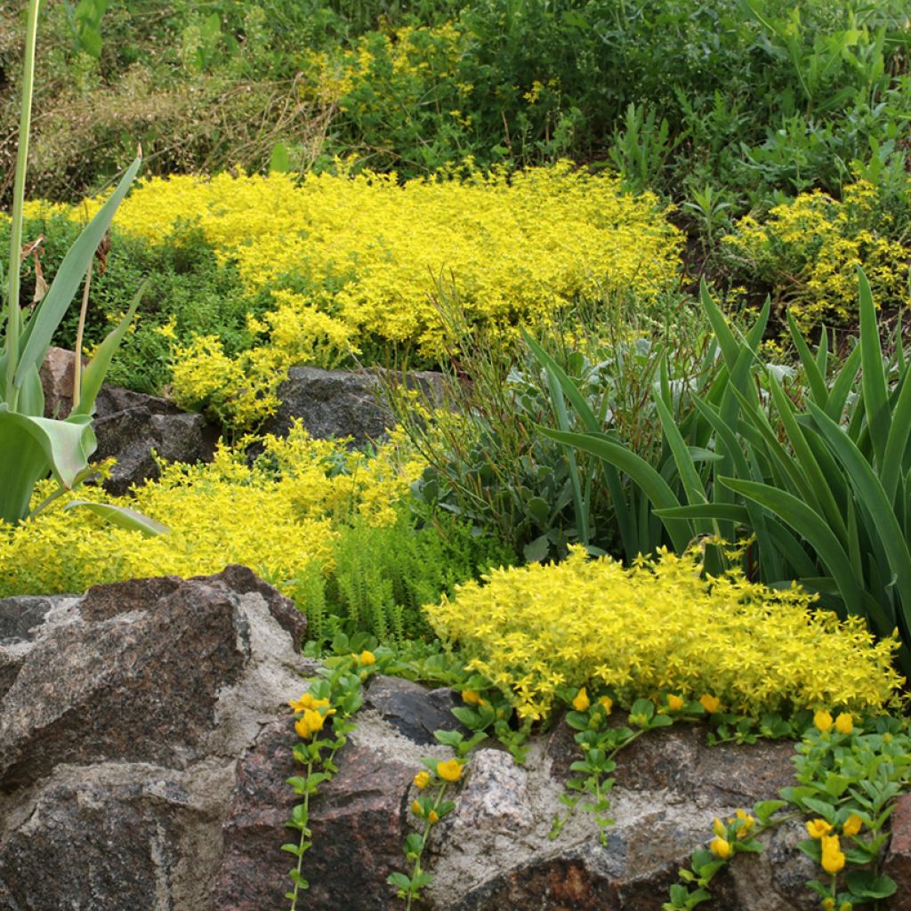 Scharfer Mauerpfeffer (Samen) - Sedum acre