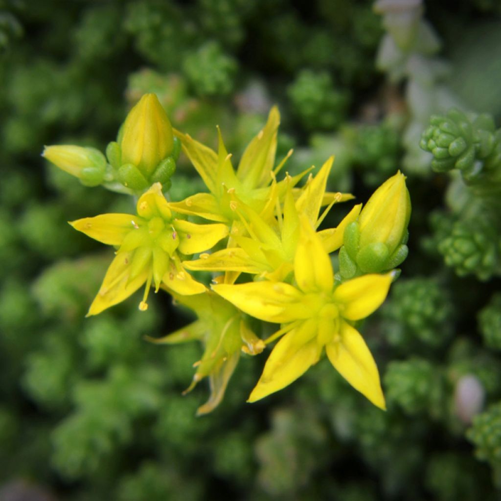 Scharfer Mauerpfeffer (Samen) - Sedum acre