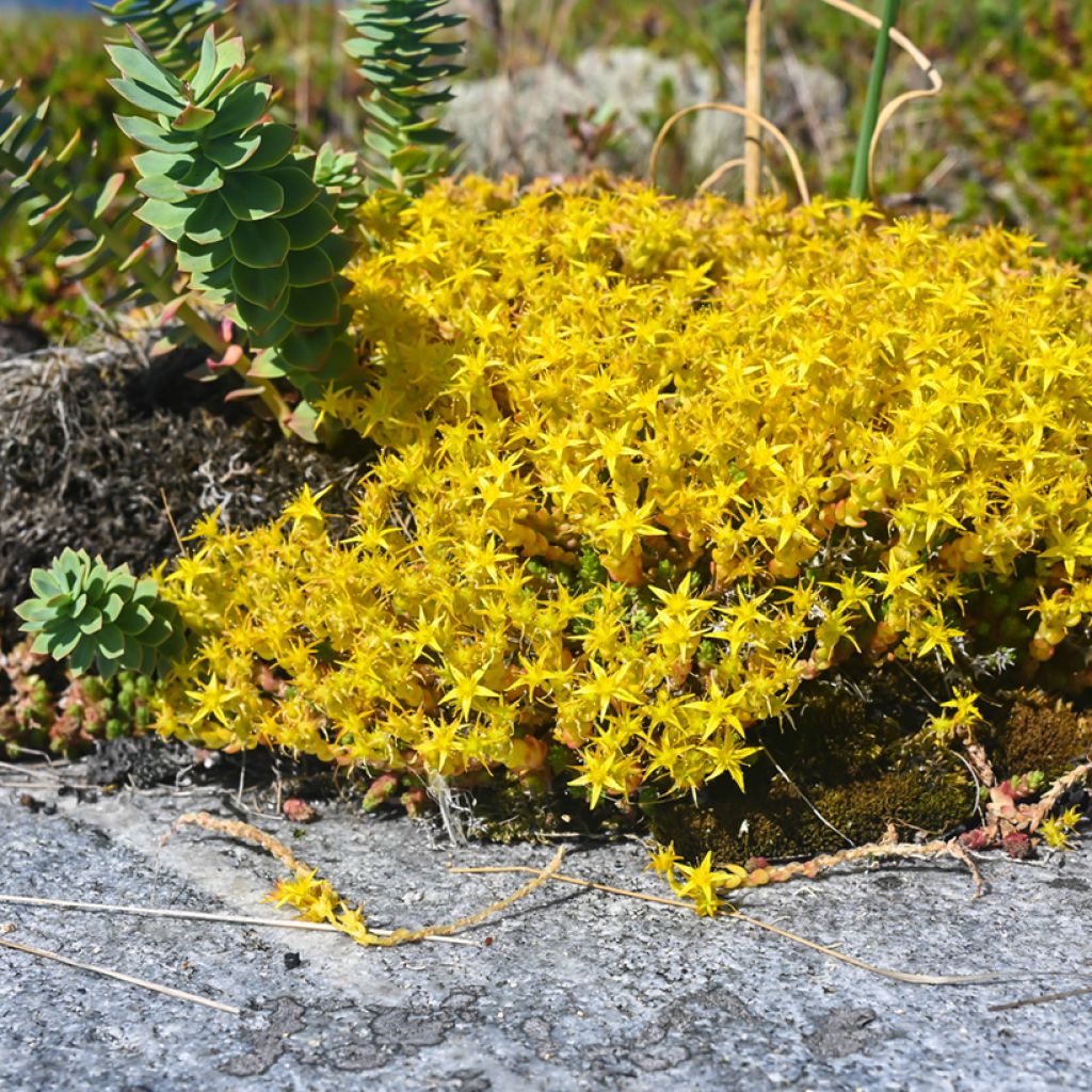 Scharfer Mauerpfeffer (Samen) - Sedum acre