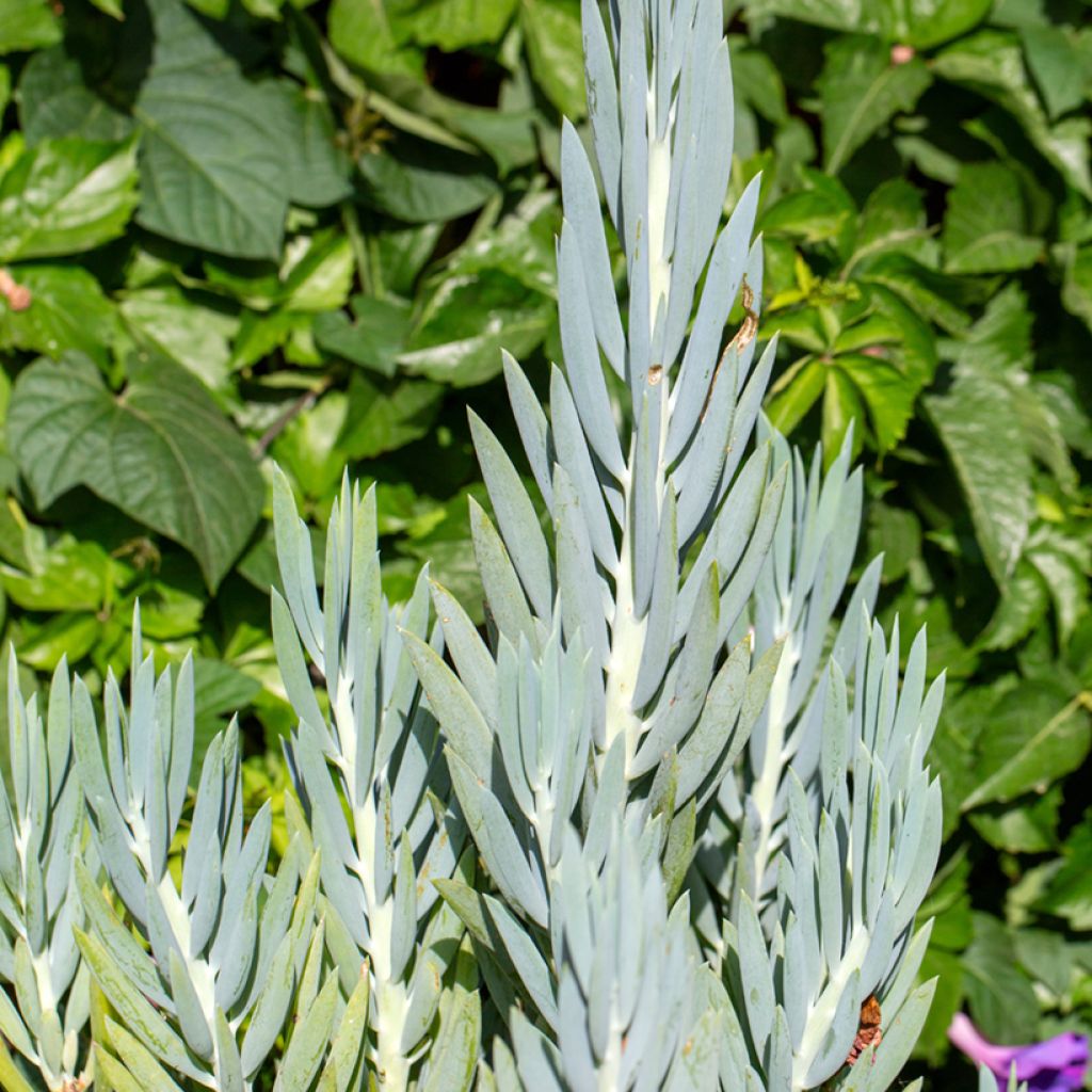Senecio ficoides - Sukkulente Curio ficoides