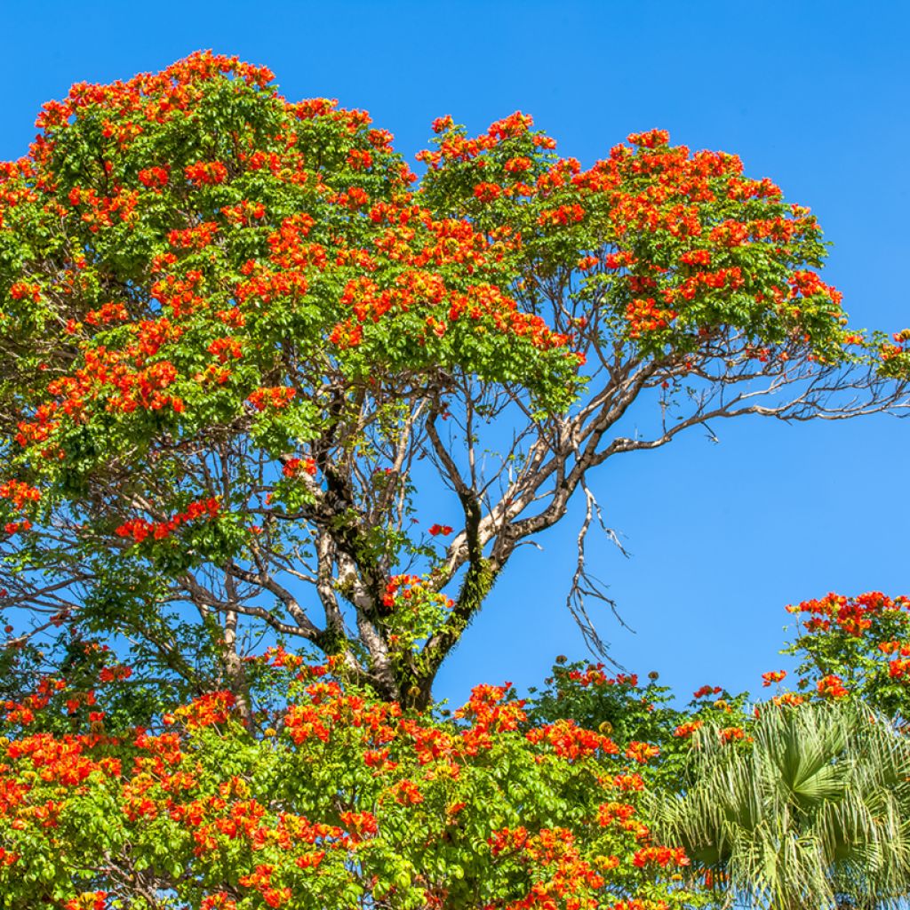 Spathodea campanulata - Afrikanischer Tulpenbaum