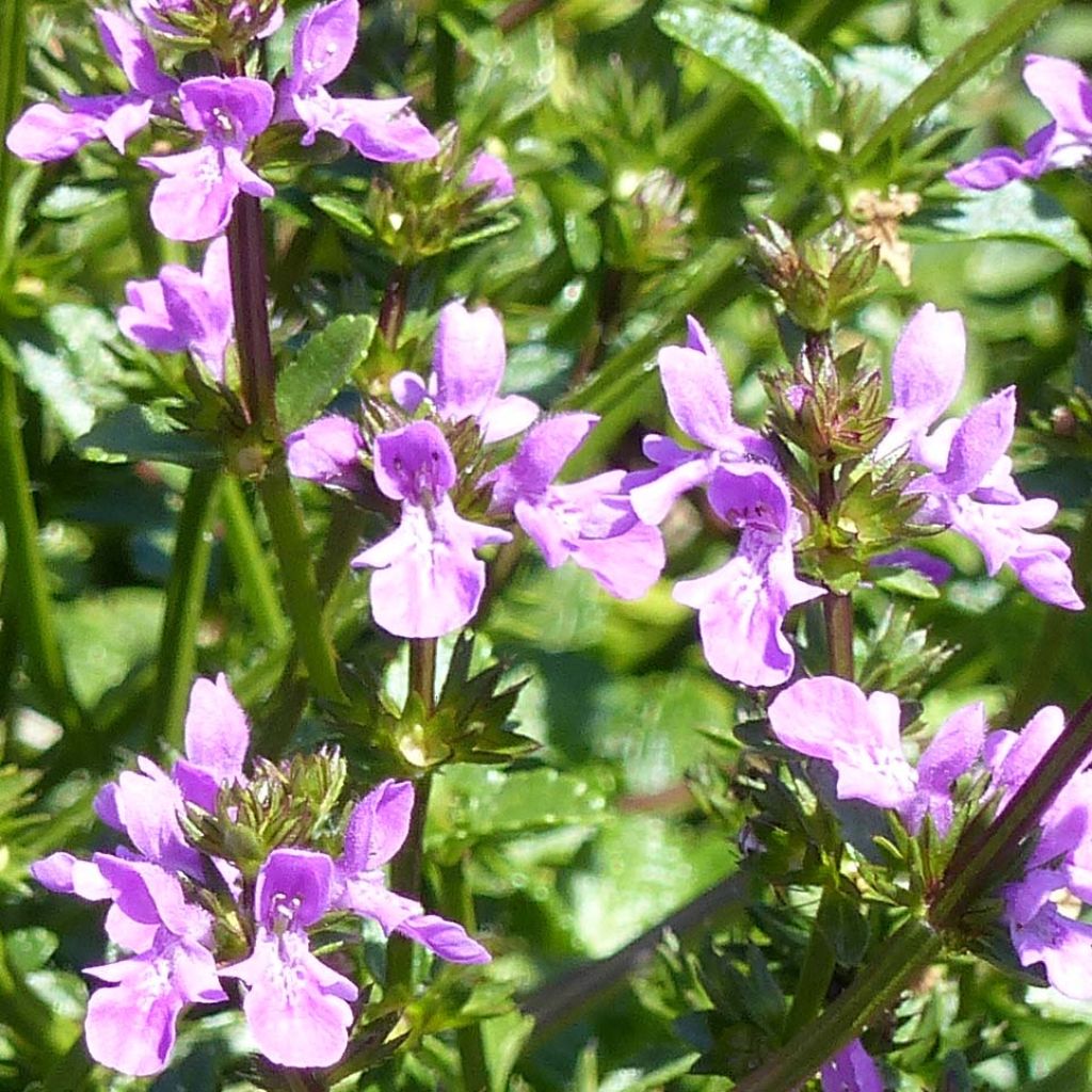 Ziest Lilac Falls - Stachys