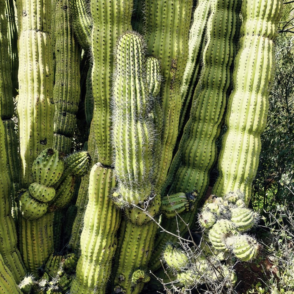 Stenocereus thurberi - Orgelpfeifenkaktus