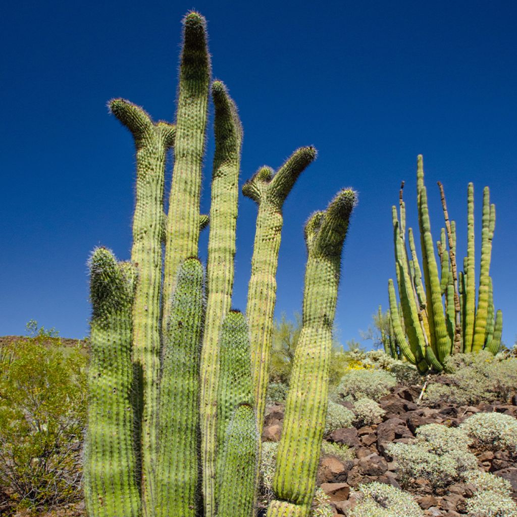 Stenocereus thurberi - Orgelpfeifenkaktus