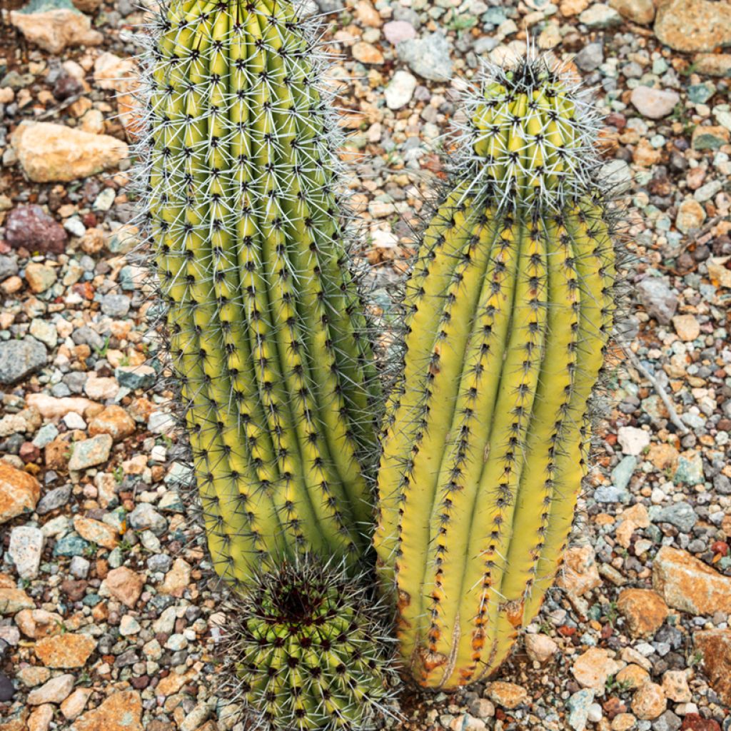 Stenocereus thurberi - Orgelpfeifenkaktus