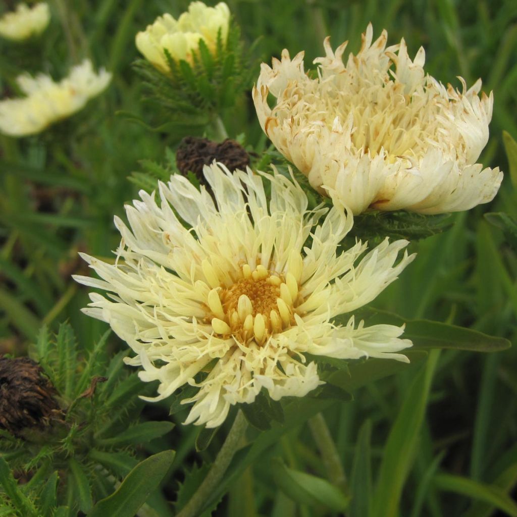 Stokesia laevis Mary Gregory - Kornblumenaster